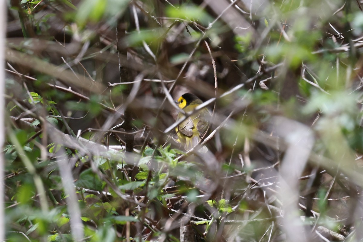Hooded Warbler - ML634568798