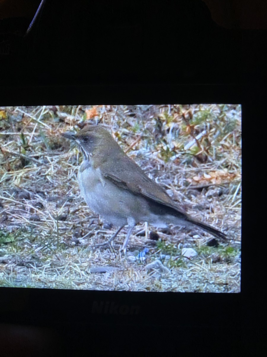 Кремовобрюхий дрозд - ML634568886