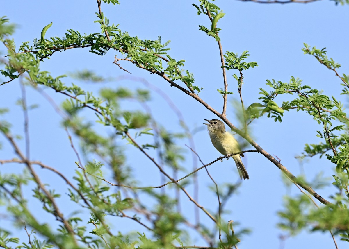 Bell's Vireo - ML634568927