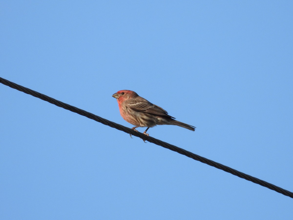 House Finch - ML634568998