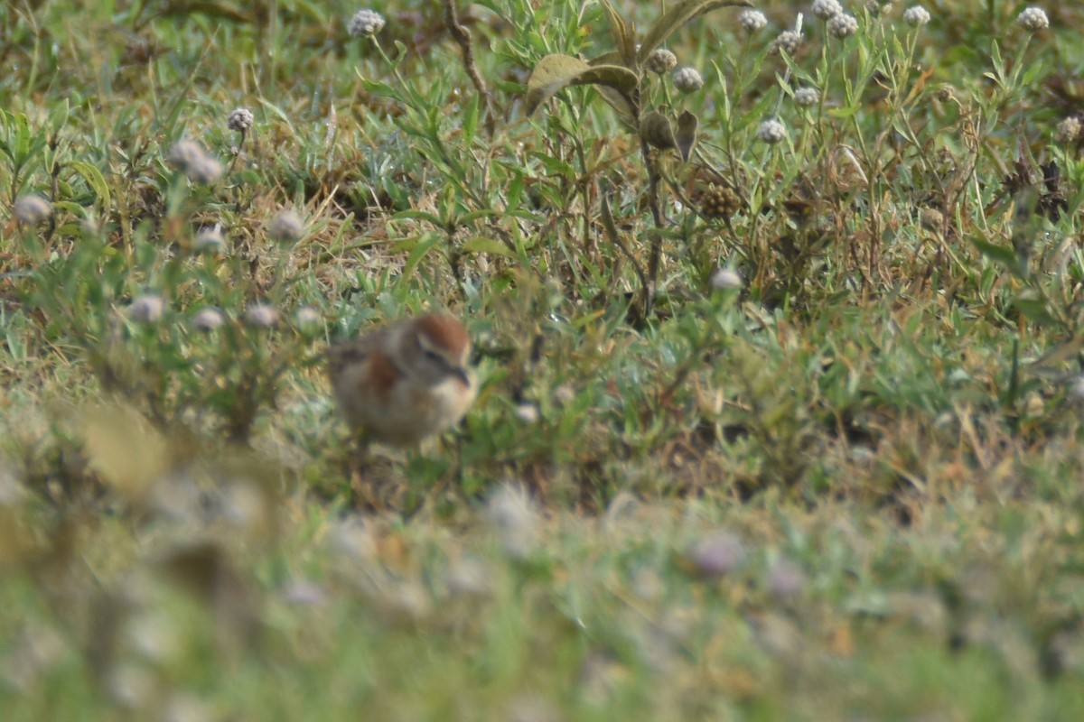 Red-capped Lark - ML634569073