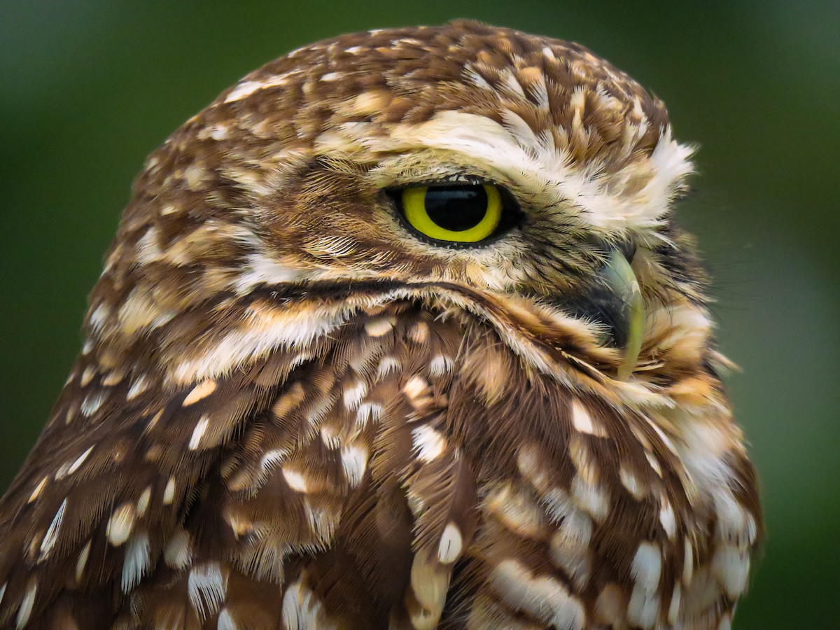 Burrowing Owl - ML634569140