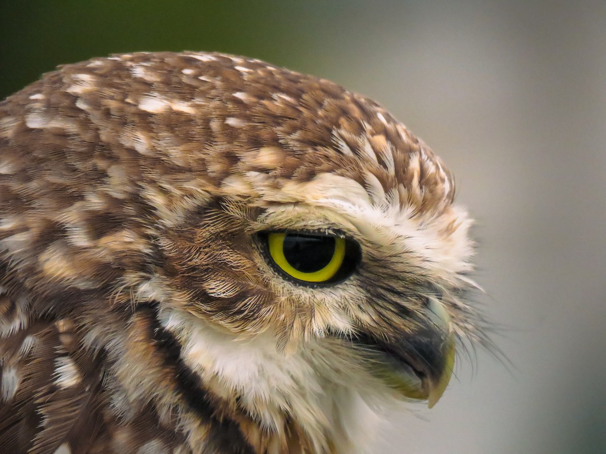 Burrowing Owl - ML634569141