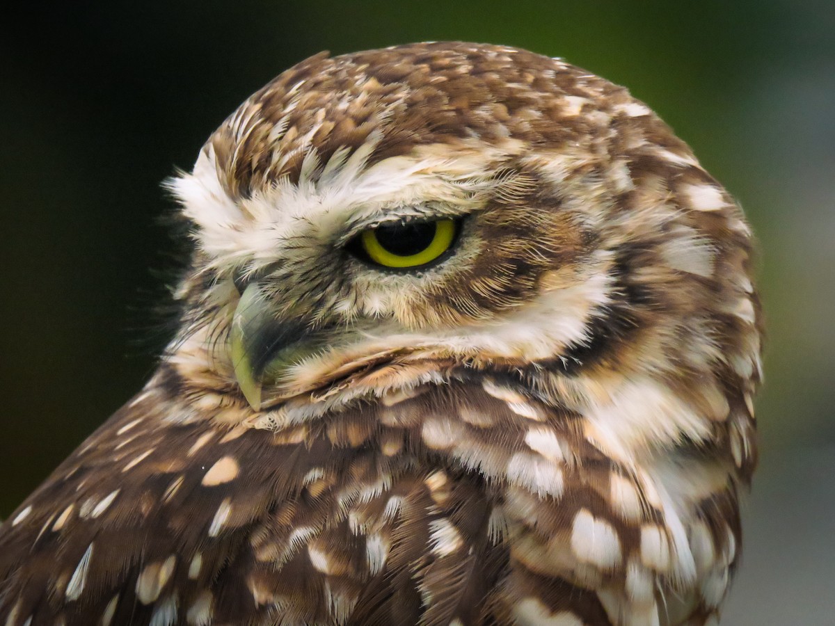 Burrowing Owl - ML634569142
