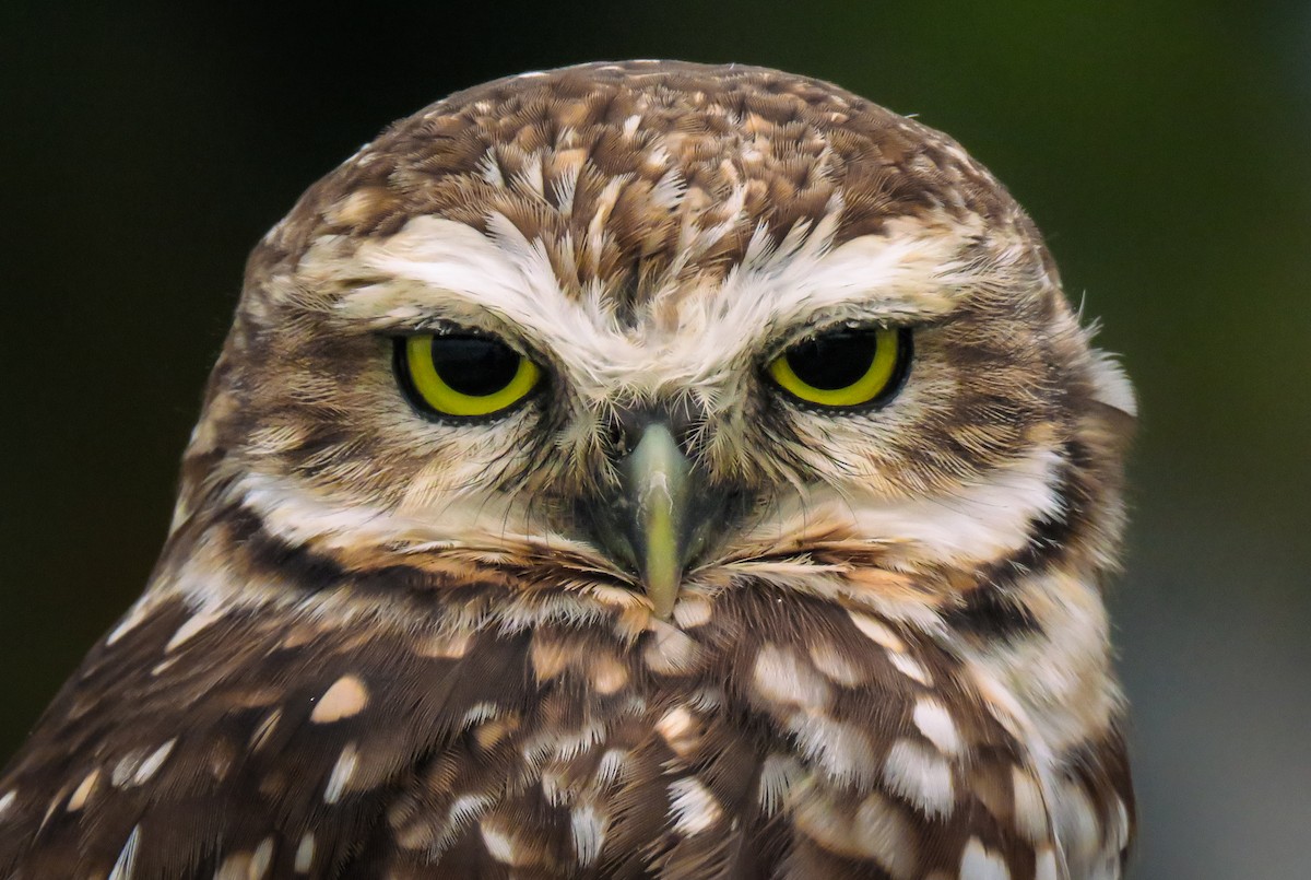 Burrowing Owl - ML634569143