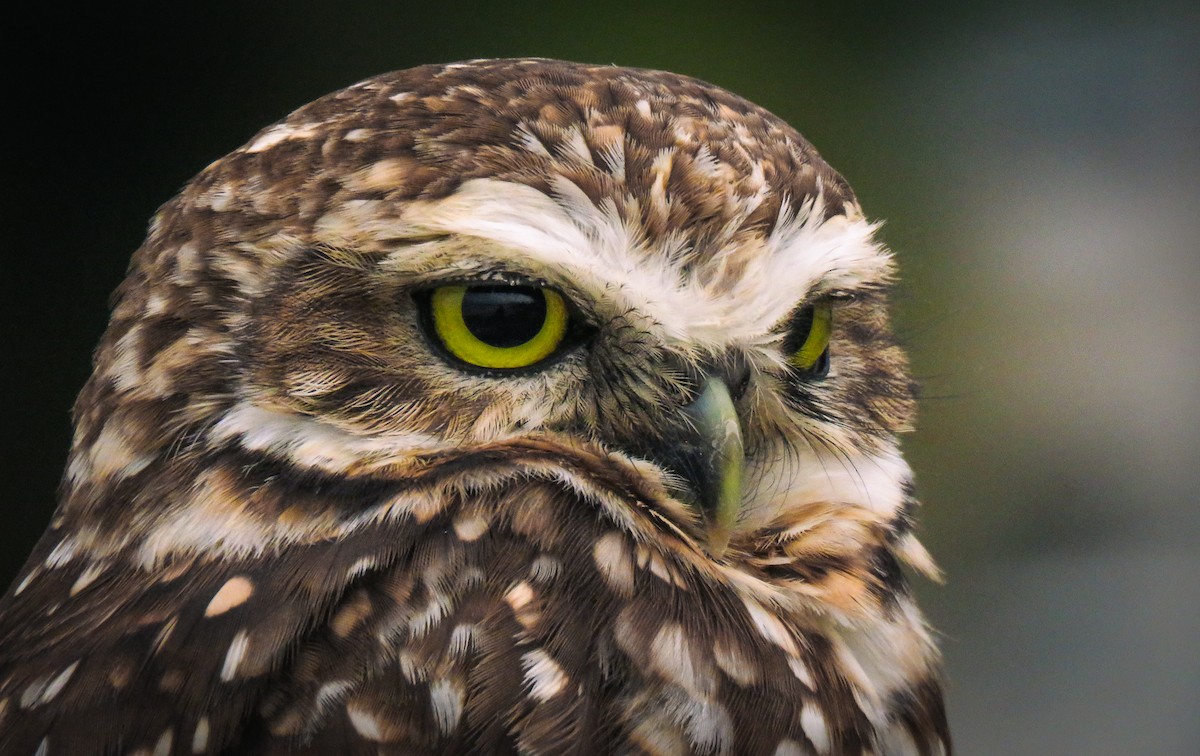 Burrowing Owl - ML634569144