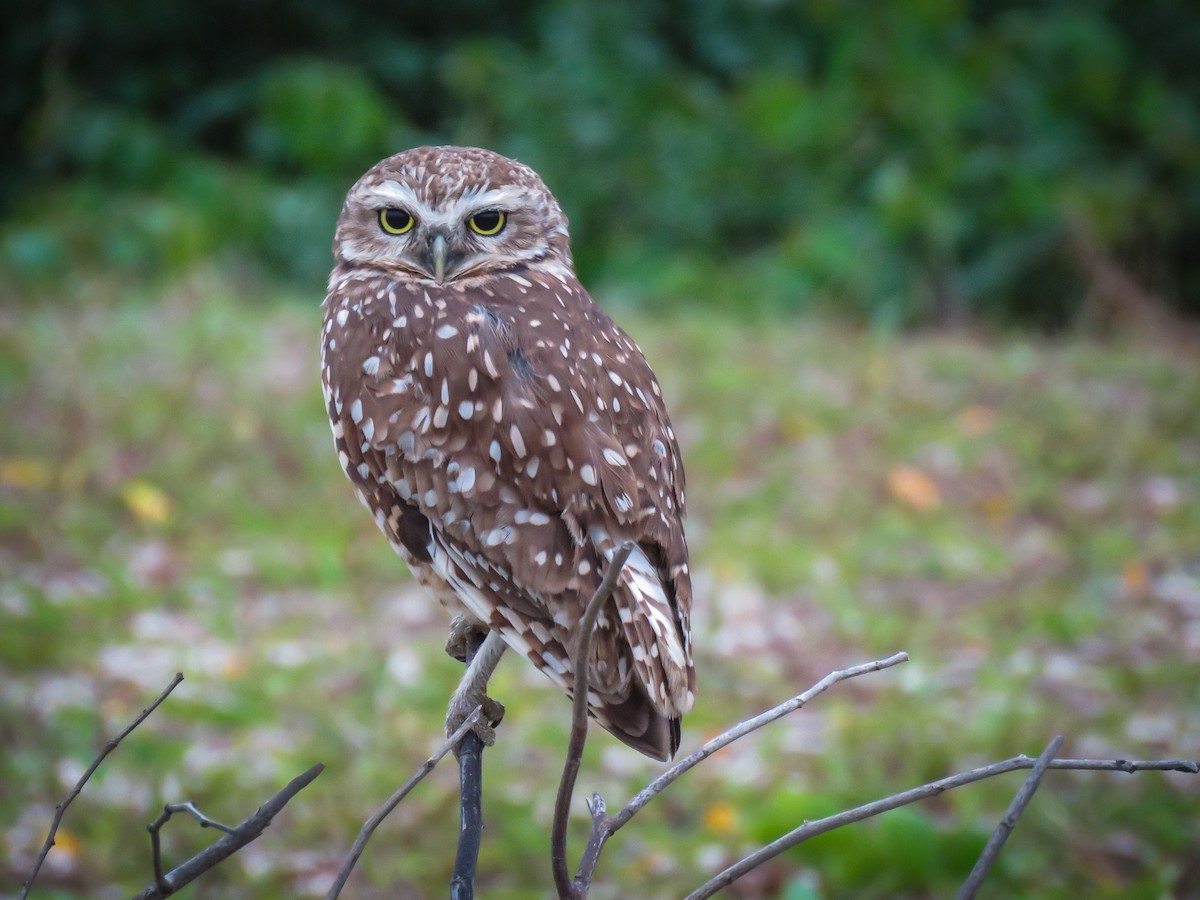Burrowing Owl - ML634569145