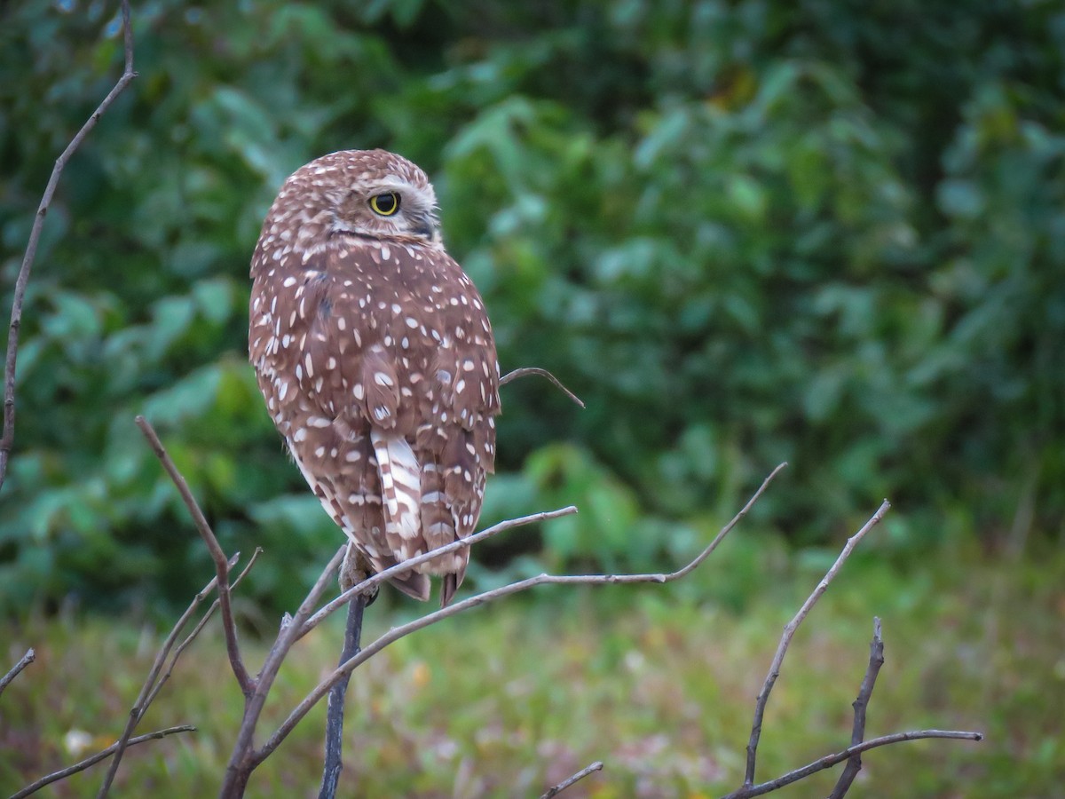 Burrowing Owl - ML634569146