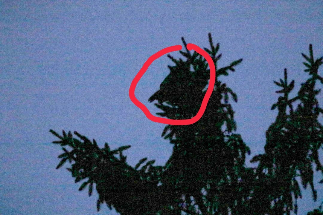 Great Horned Owl - ML634569158