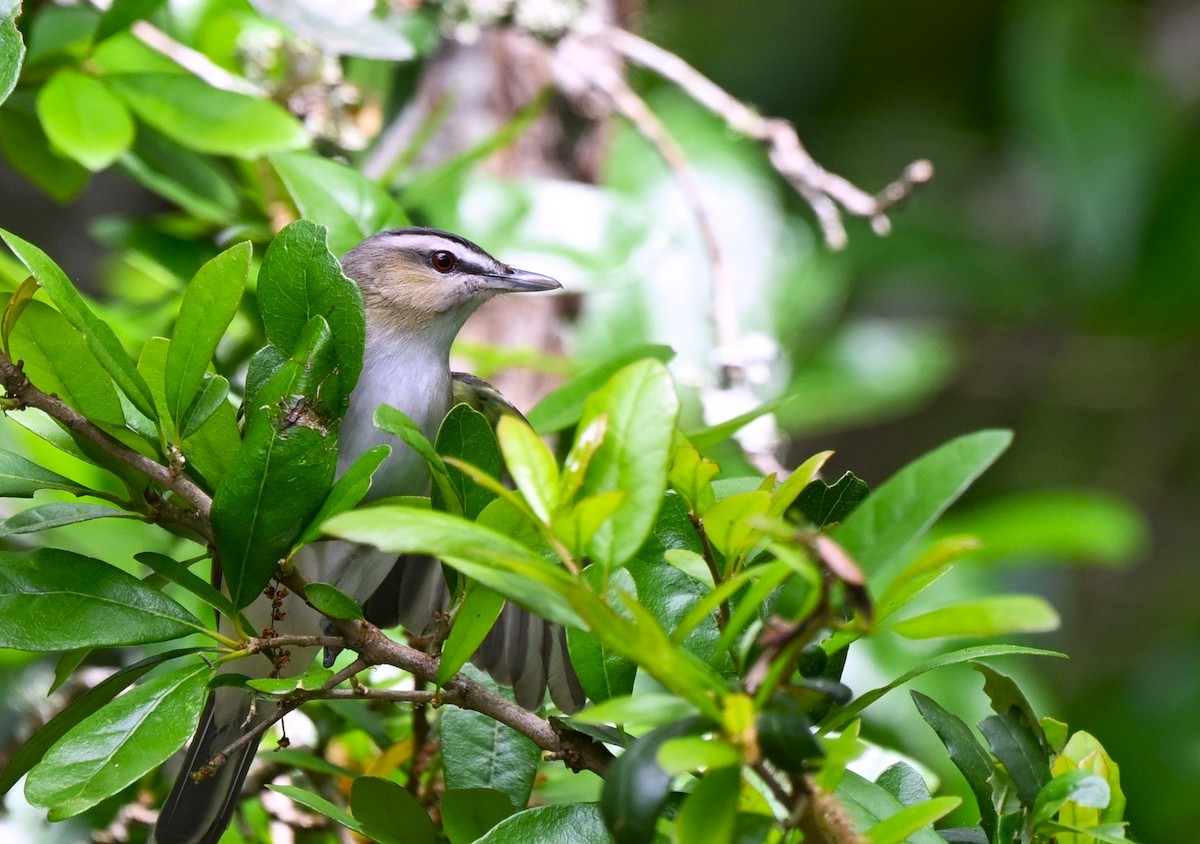 Black-whiskered Vireo - ML634569168