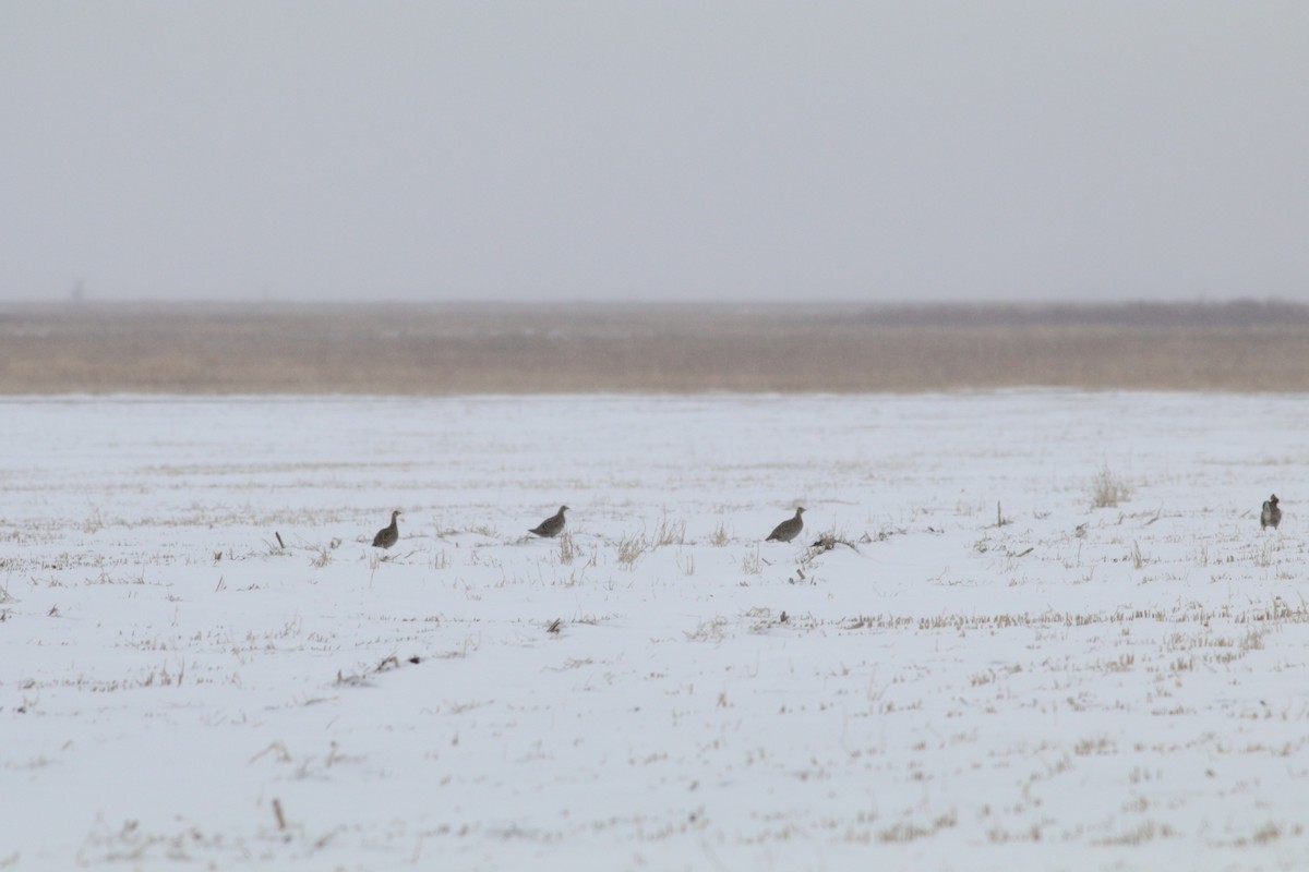 Greater Prairie-Chicken - ML634569199
