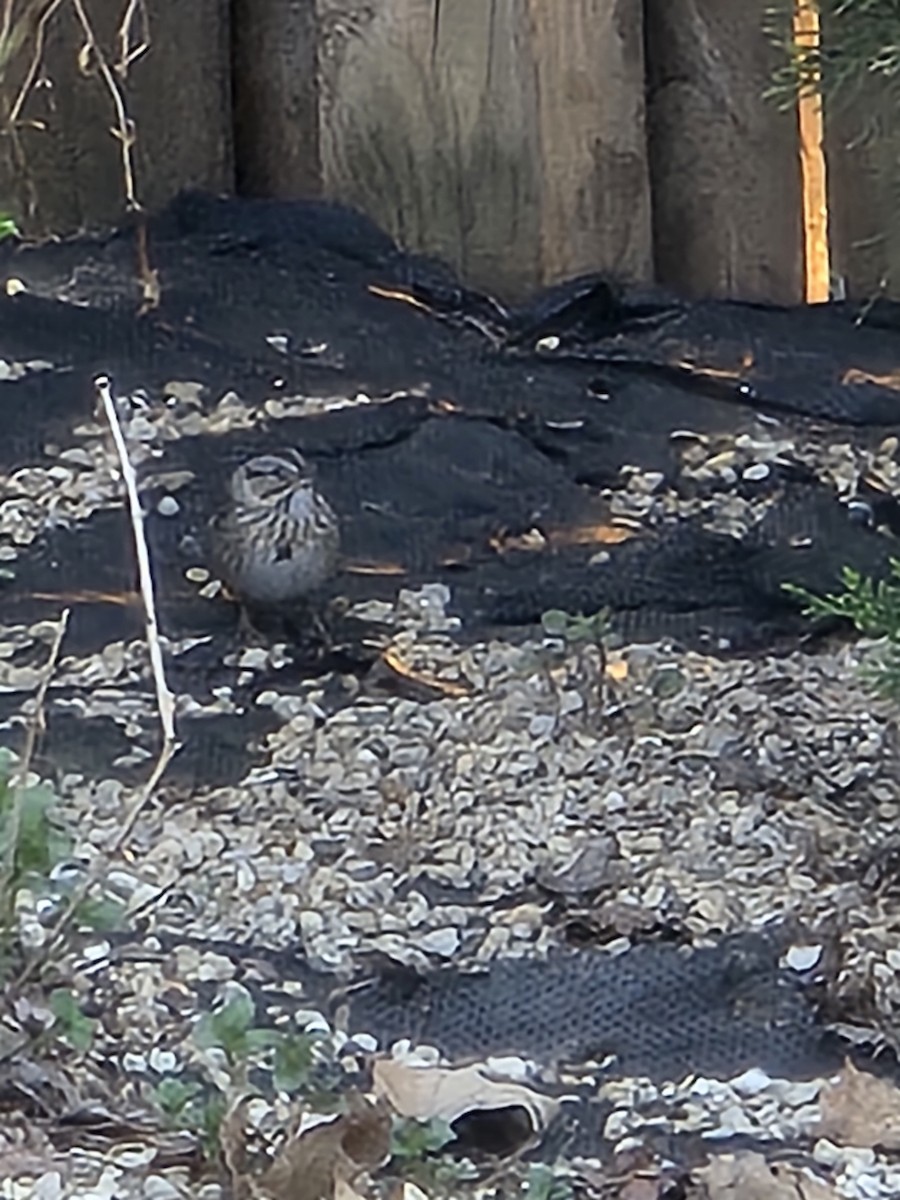 Lincoln's Sparrow - ML634569351