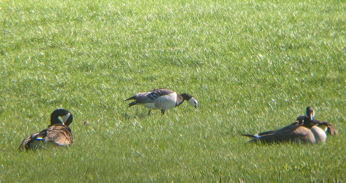 Barnacle Goose - ML634569374