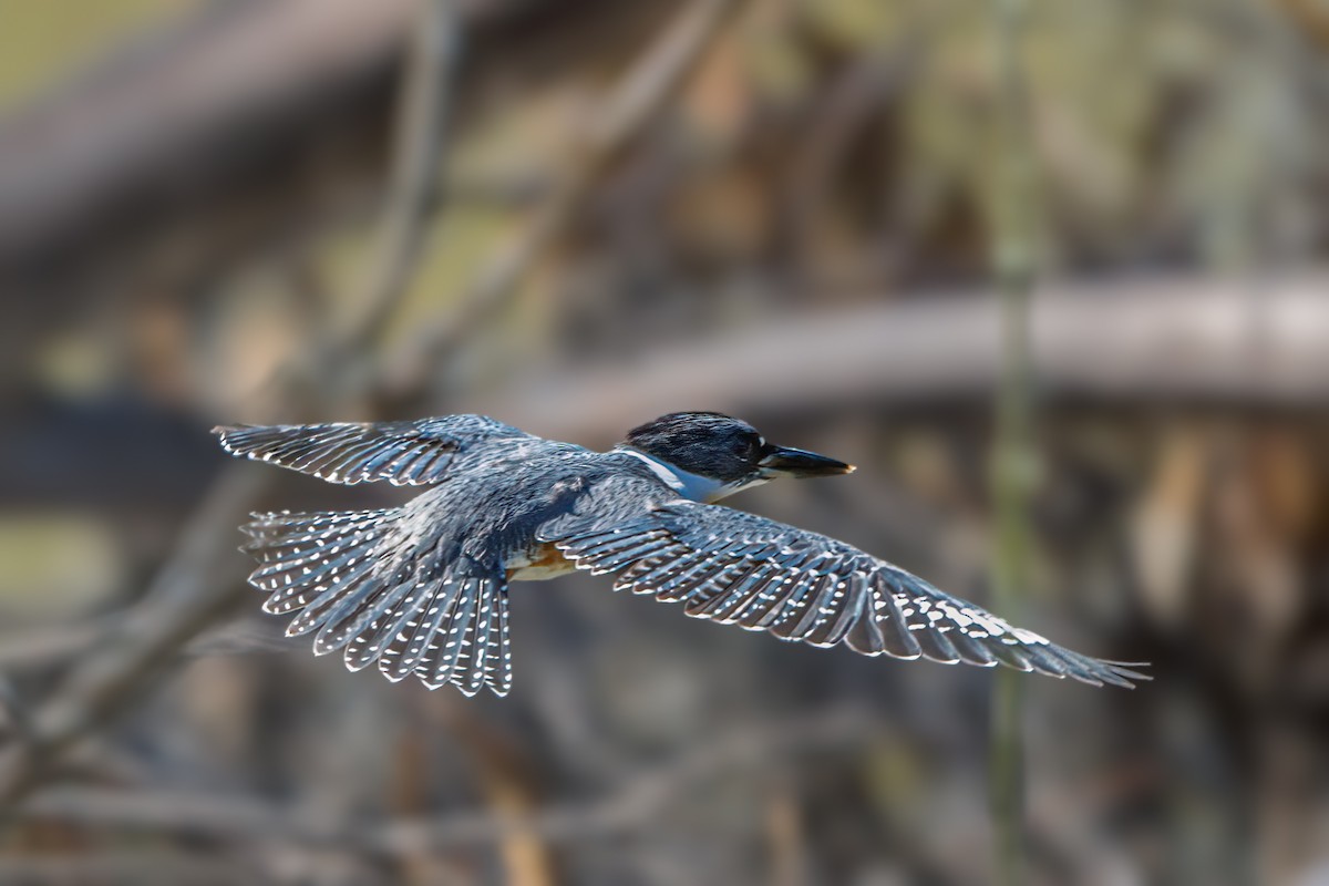Belted Kingfisher - ML634569430