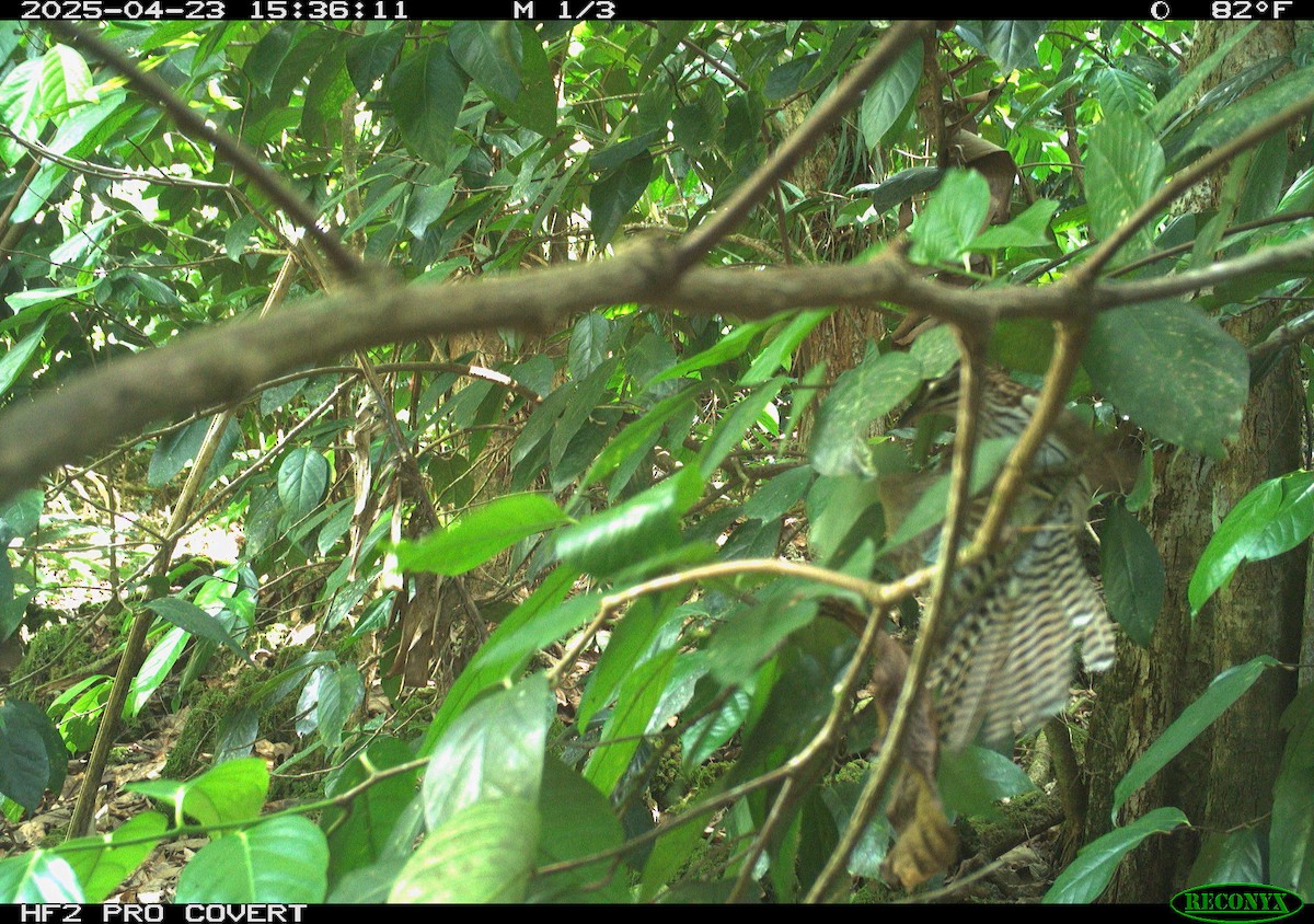Long-tailed Koel - ML634569511