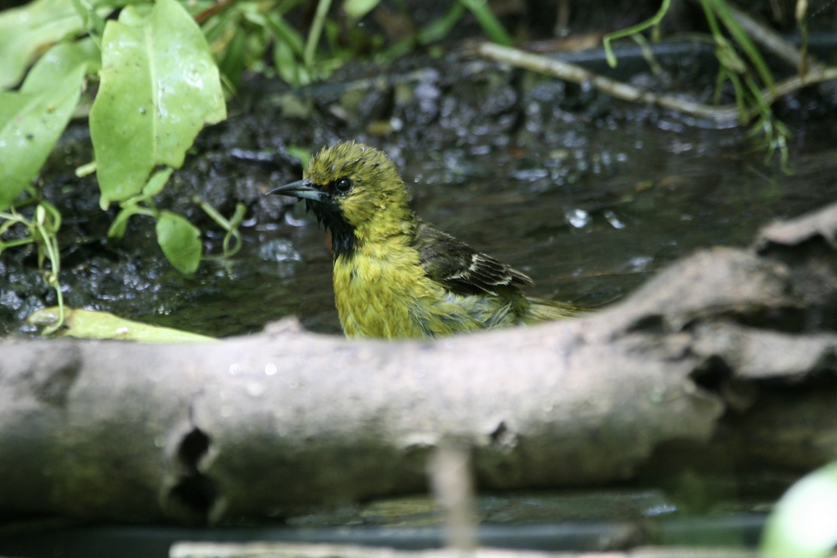 Orchard Oriole - ML634569584