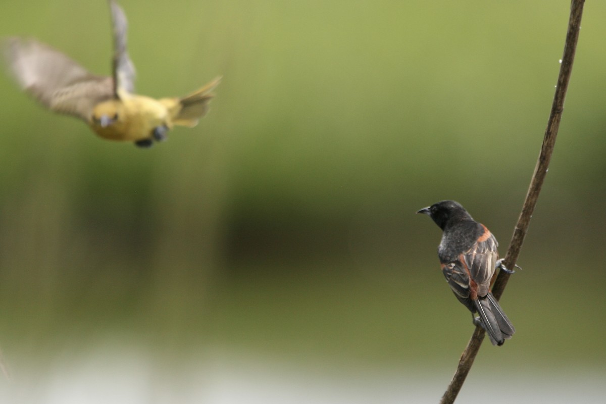 Orchard Oriole - ML634569585