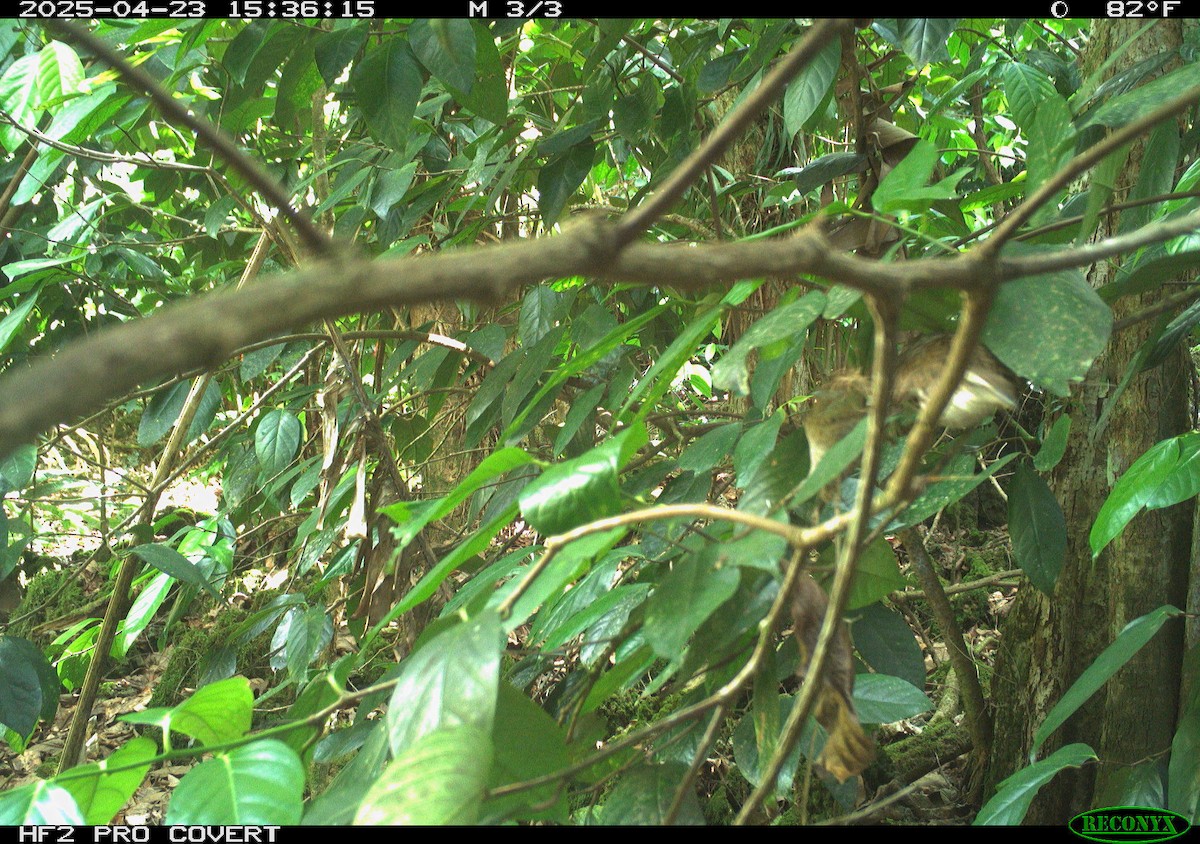 Long-tailed Koel - ML634569597