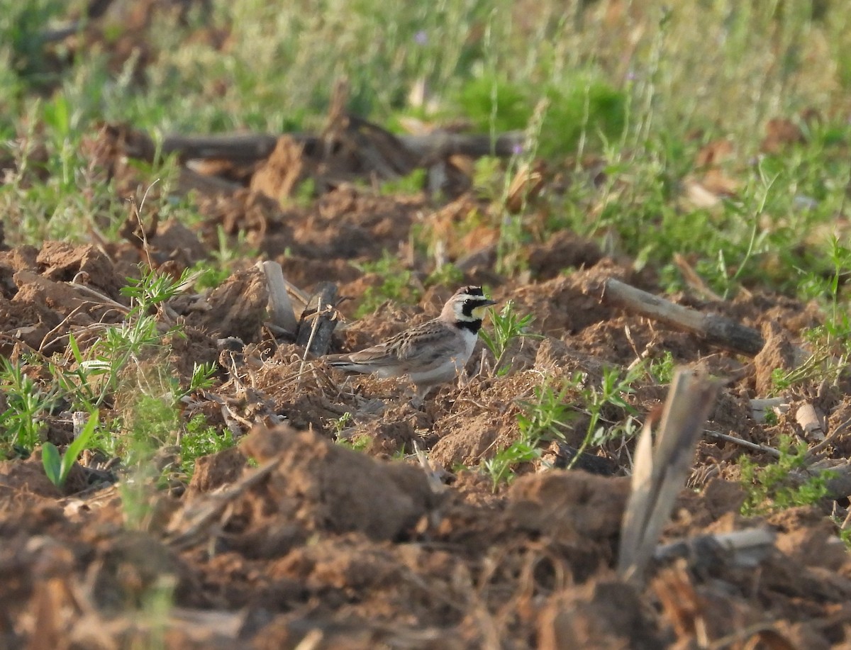Horned Lark - ML634569614