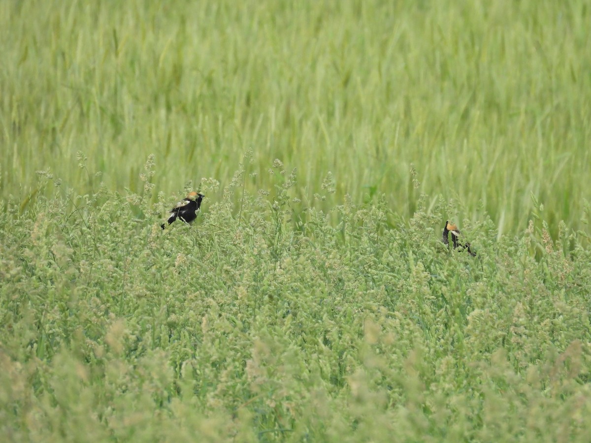 Bobolink - ML634569663