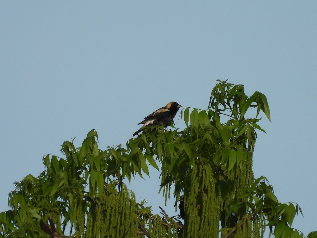 Bobolink - ML634569664