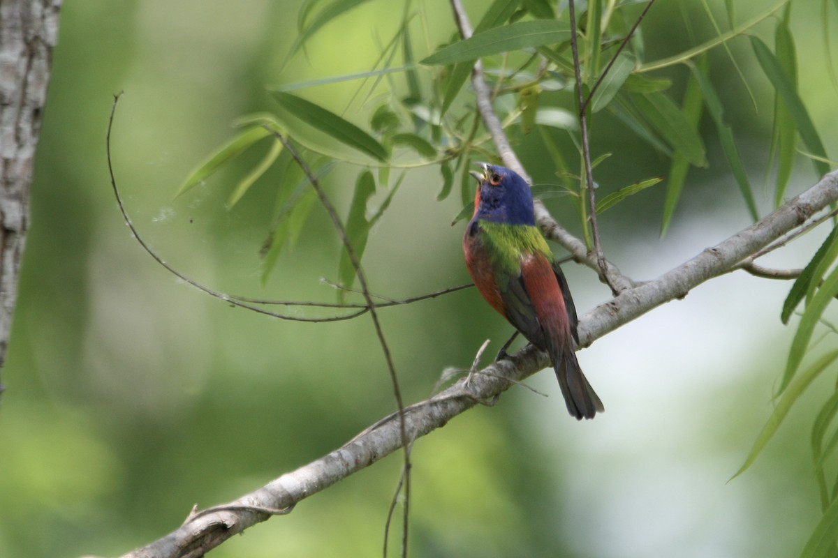 Painted Bunting - ML634569685