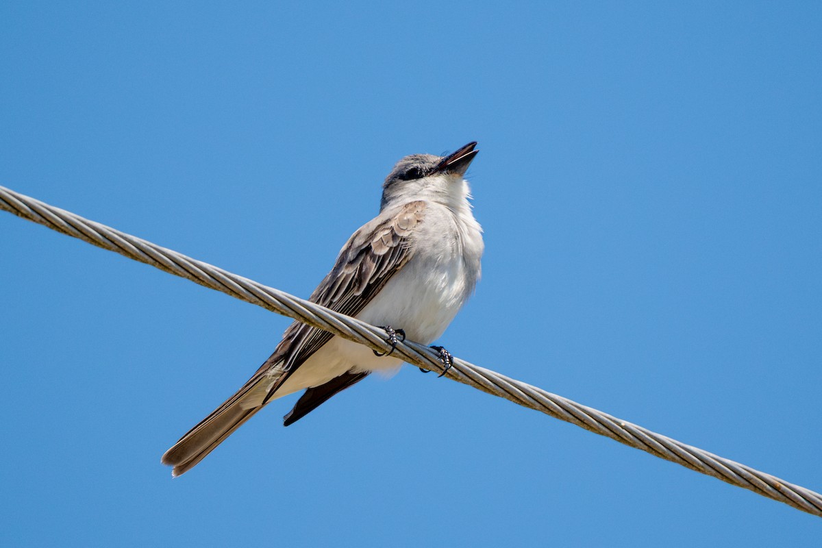 Gray Kingbird - ML634569789