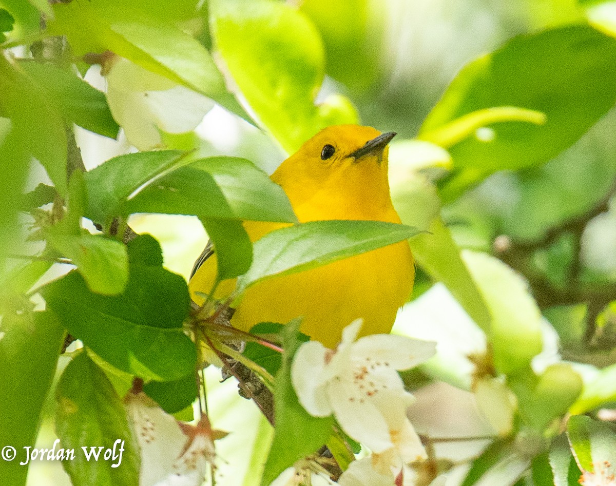 Prothonotary Warbler - ML634569807