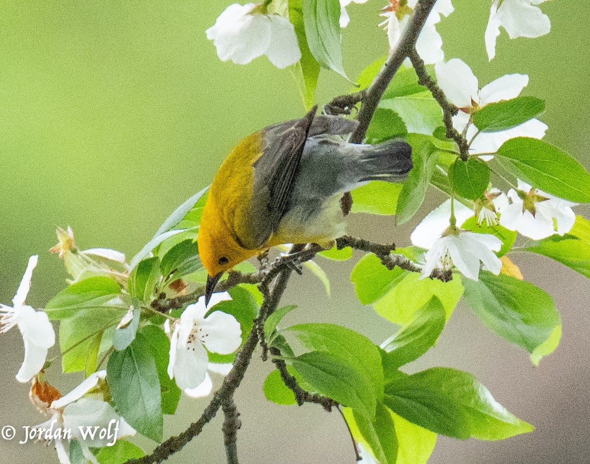 Prothonotary Warbler - ML634569833