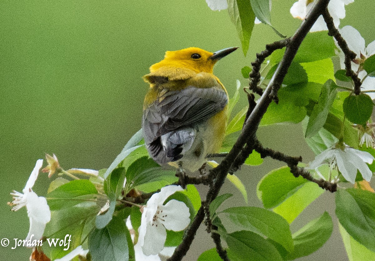 Prothonotary Warbler - ML634569858