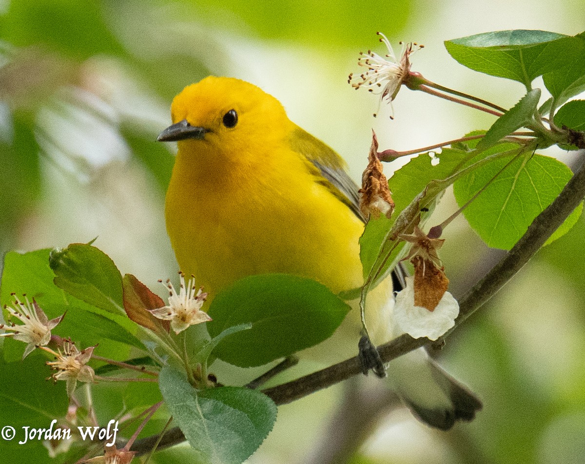 Prothonotary Warbler - ML634569888