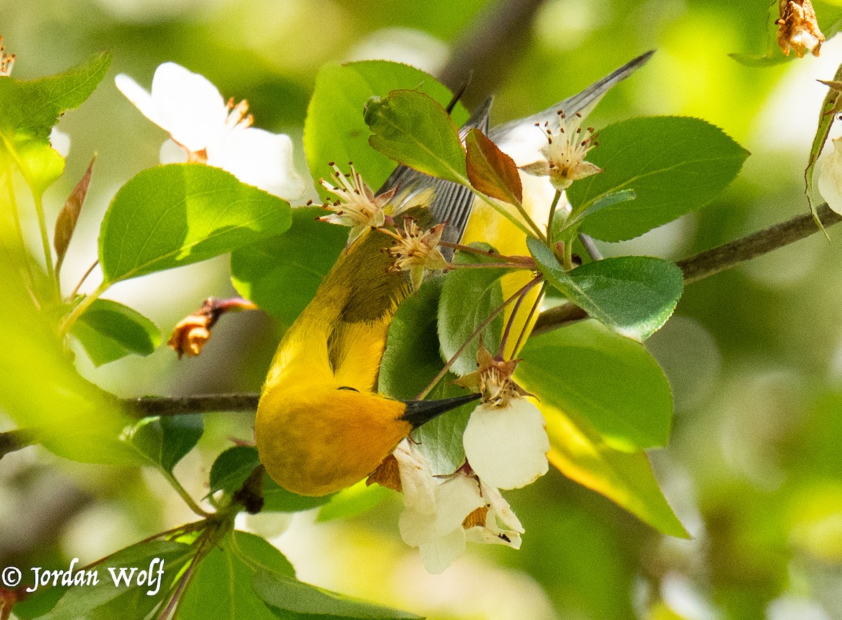 Prothonotary Warbler - ML634569890