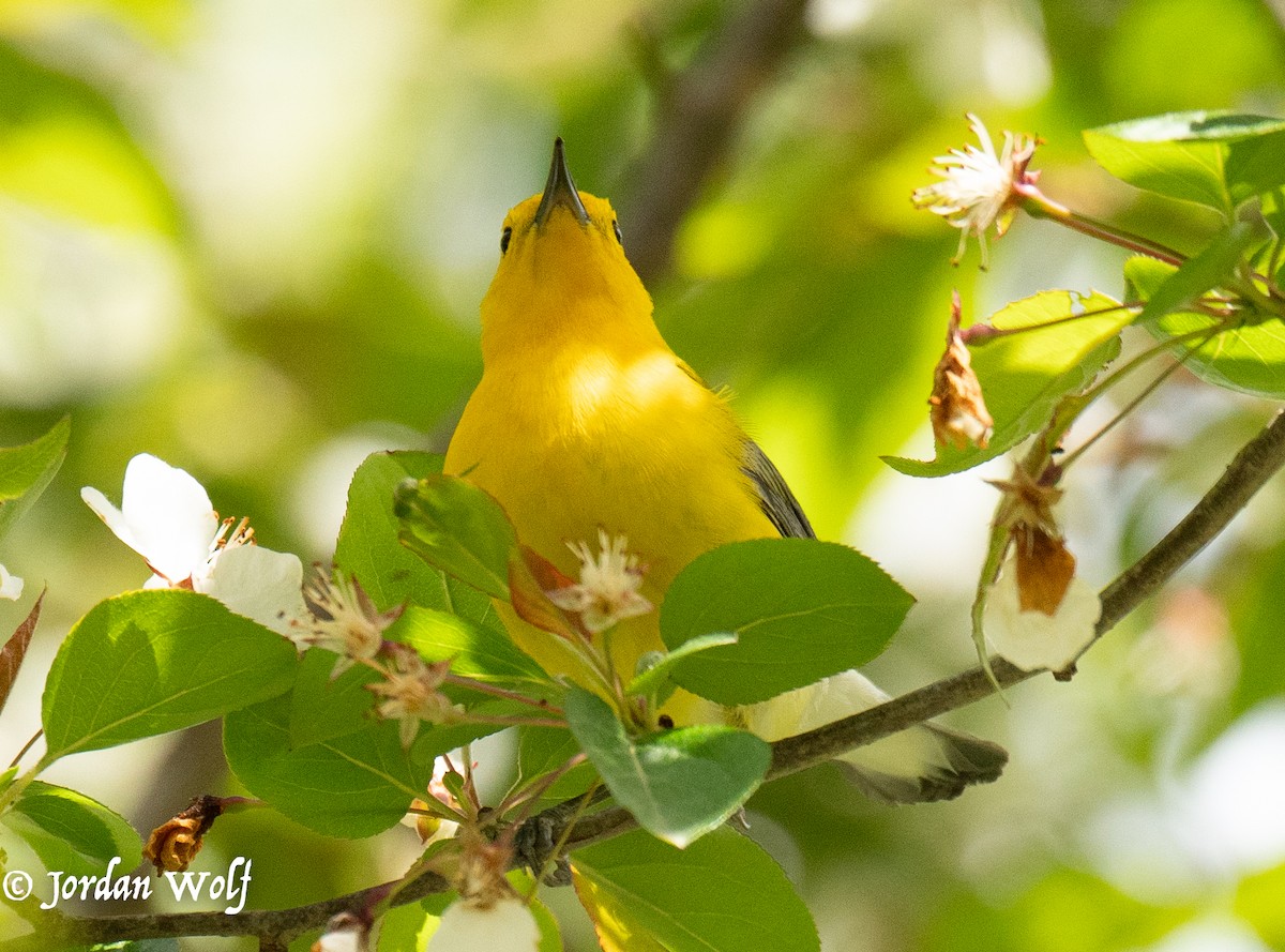 Prothonotary Warbler - ML634569906