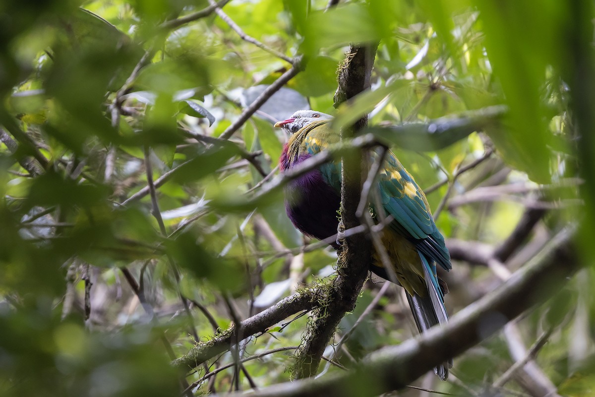 Wompoo Fruit-Dove - ML634569944