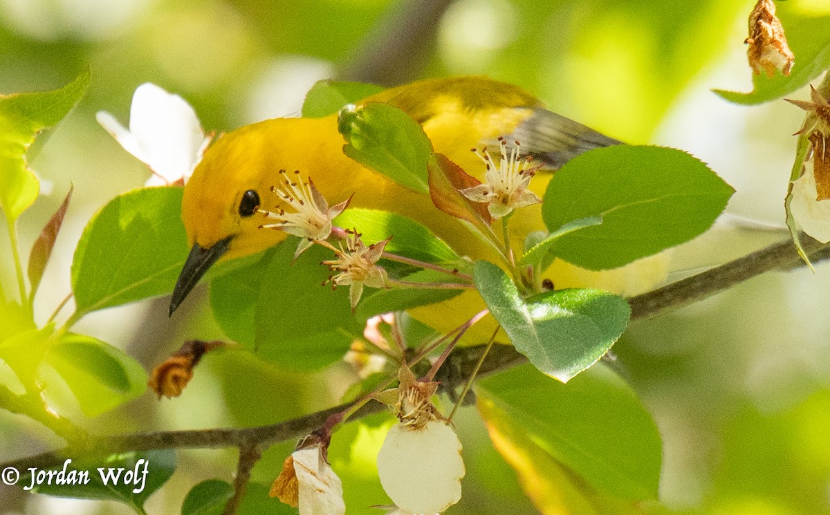 Prothonotary Warbler - ML634569945