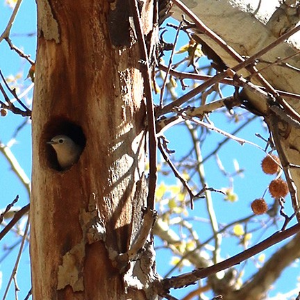 Lucy's Warbler - ML634569970