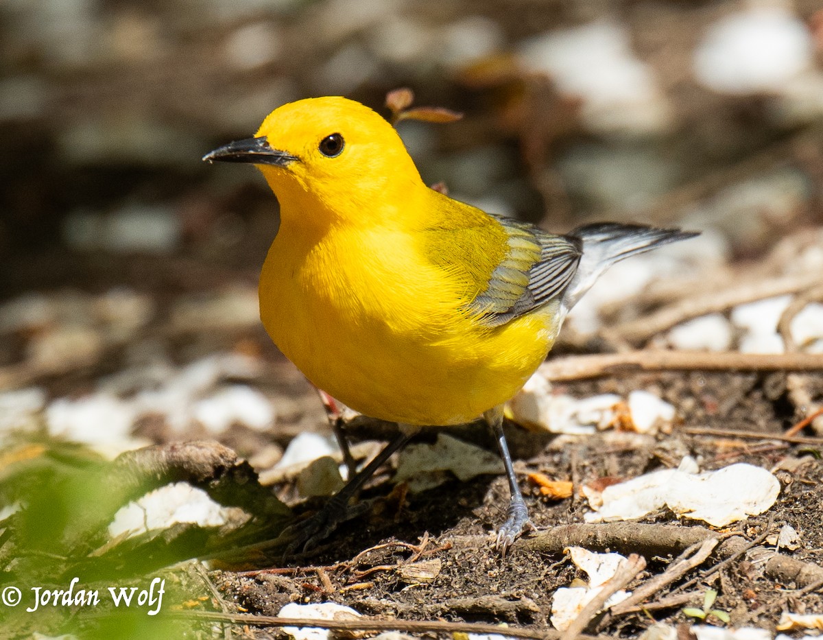 Prothonotary Warbler - ML634569981