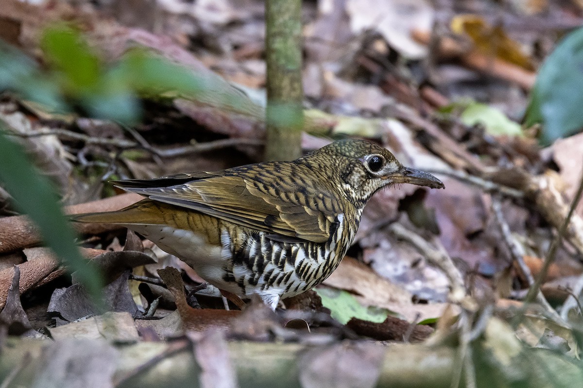 Russet-tailed Thrush (Russet-tailed) - ML634569989