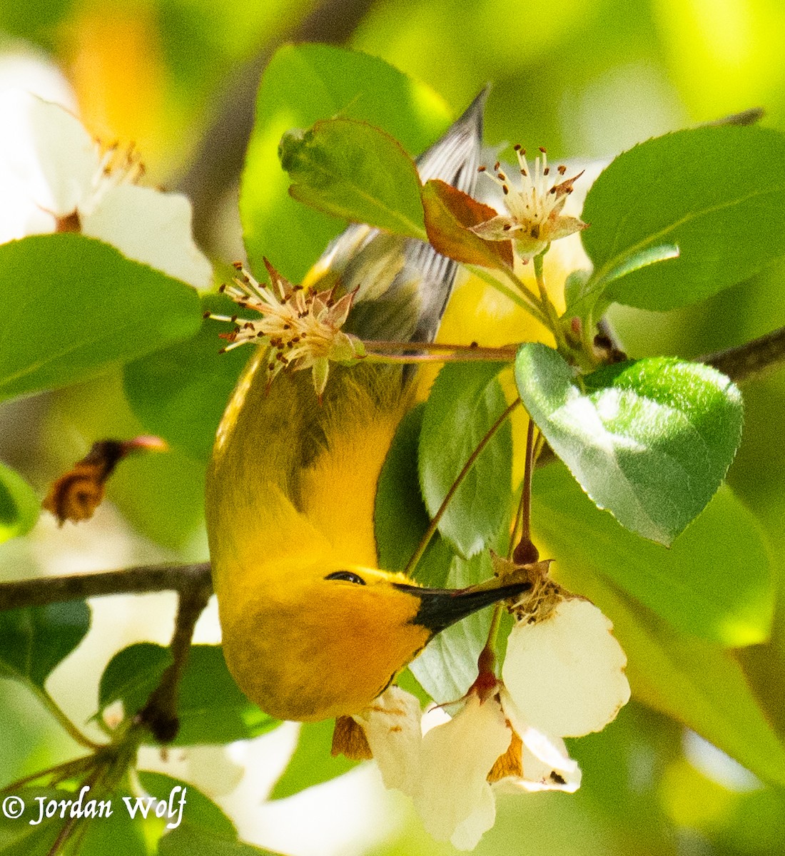 Prothonotary Warbler - ML634570018