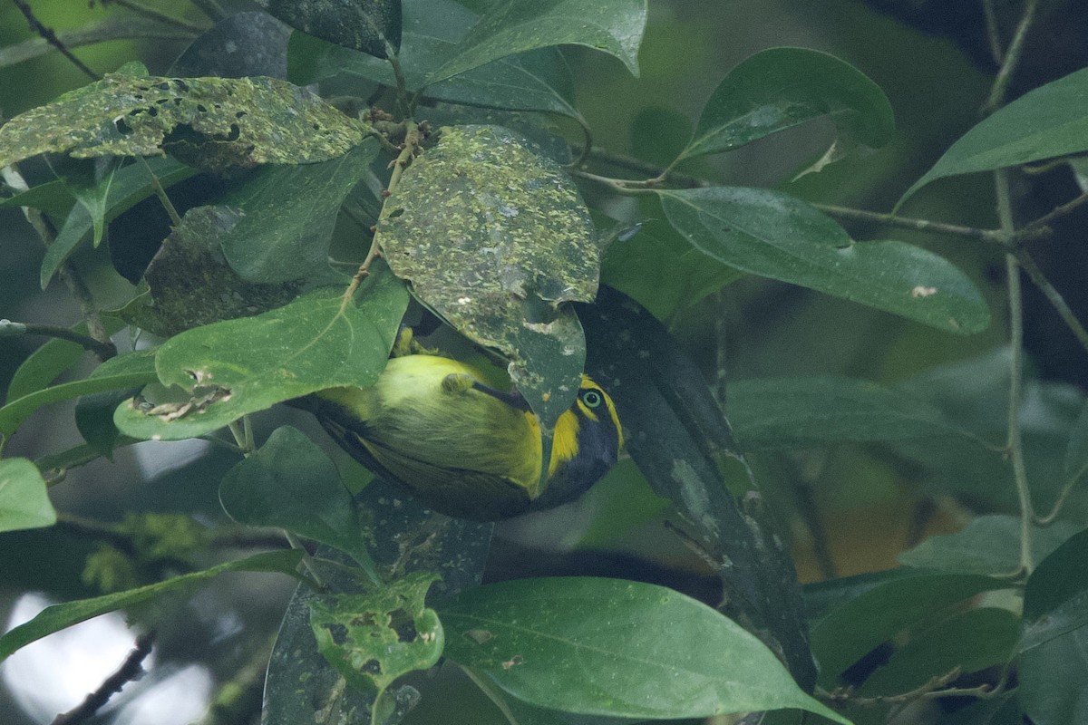 Slaty-capped Shrike-Vireo - ML634570035