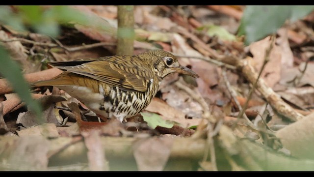 Russet-tailed Thrush (Russet-tailed) - ML634570400