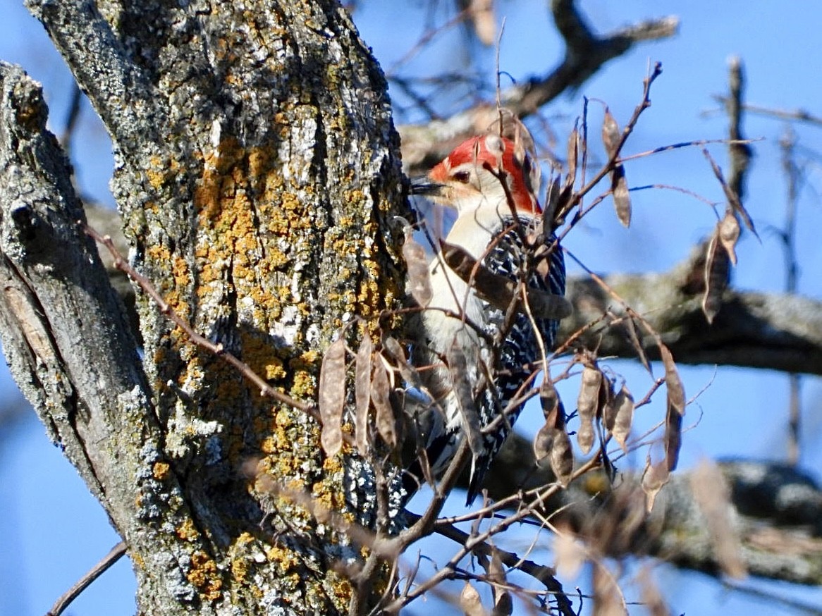 Red-bellied Woodpecker - ML634570500