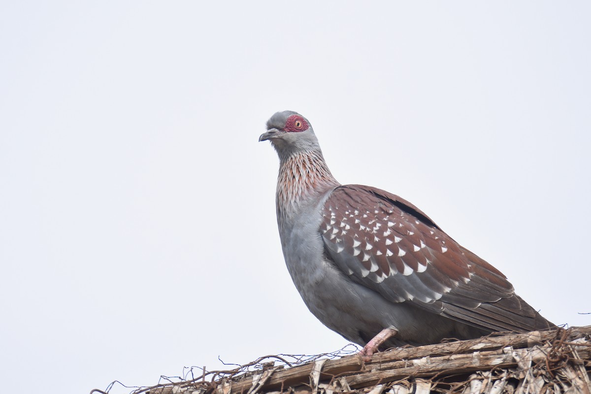 Speckled Pigeon - ML634570664