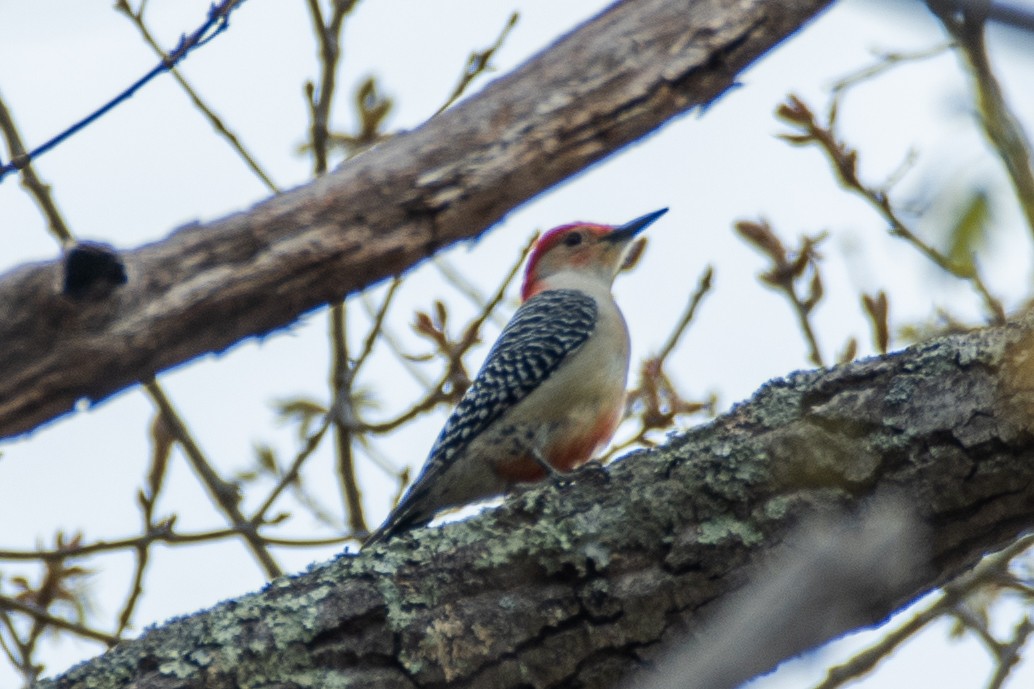 Red-bellied Woodpecker - ML634570666