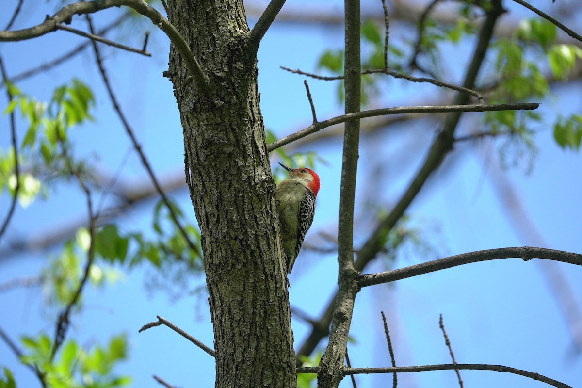 Red-bellied Woodpecker - ML634570744