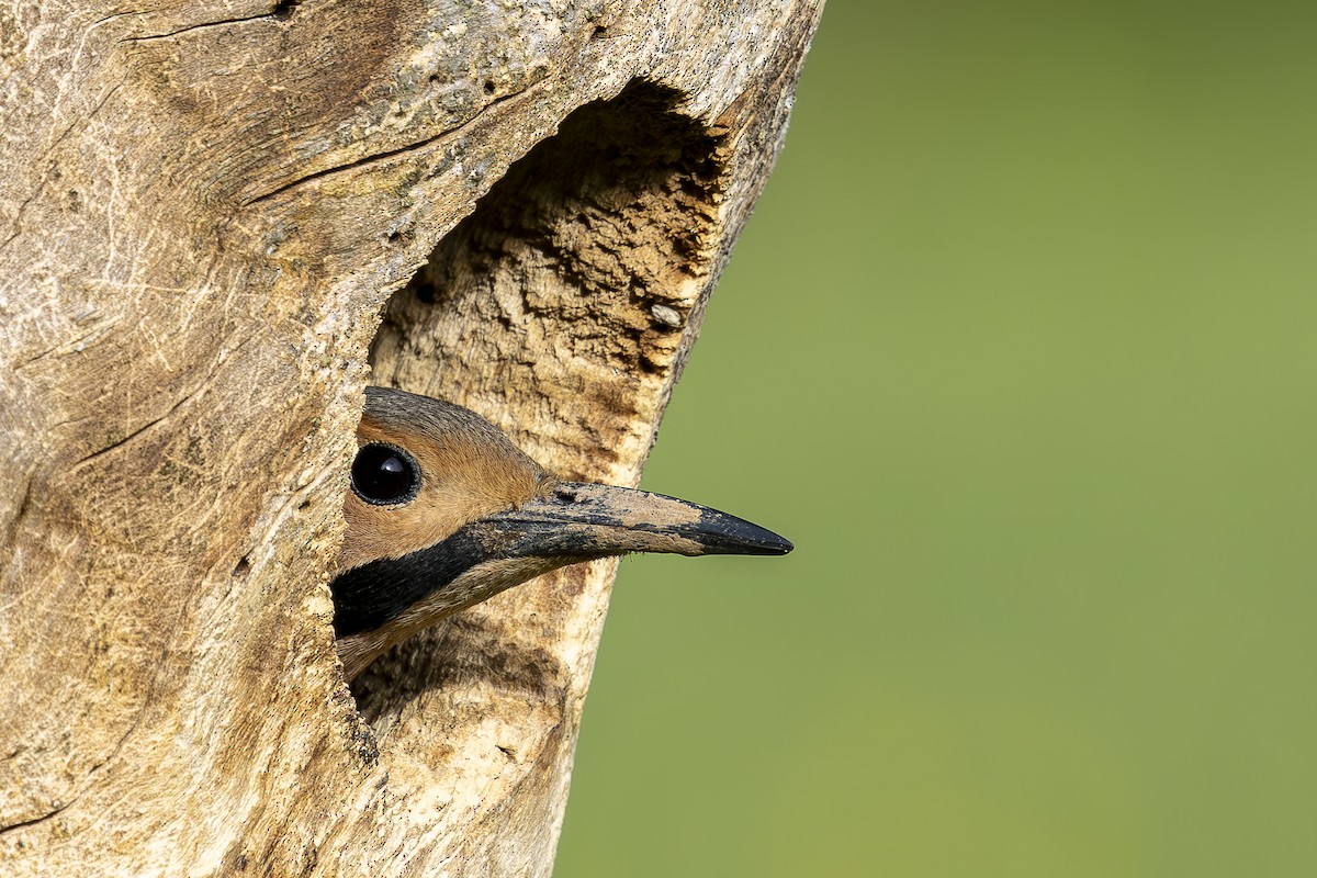 Northern Flicker - ML634570825