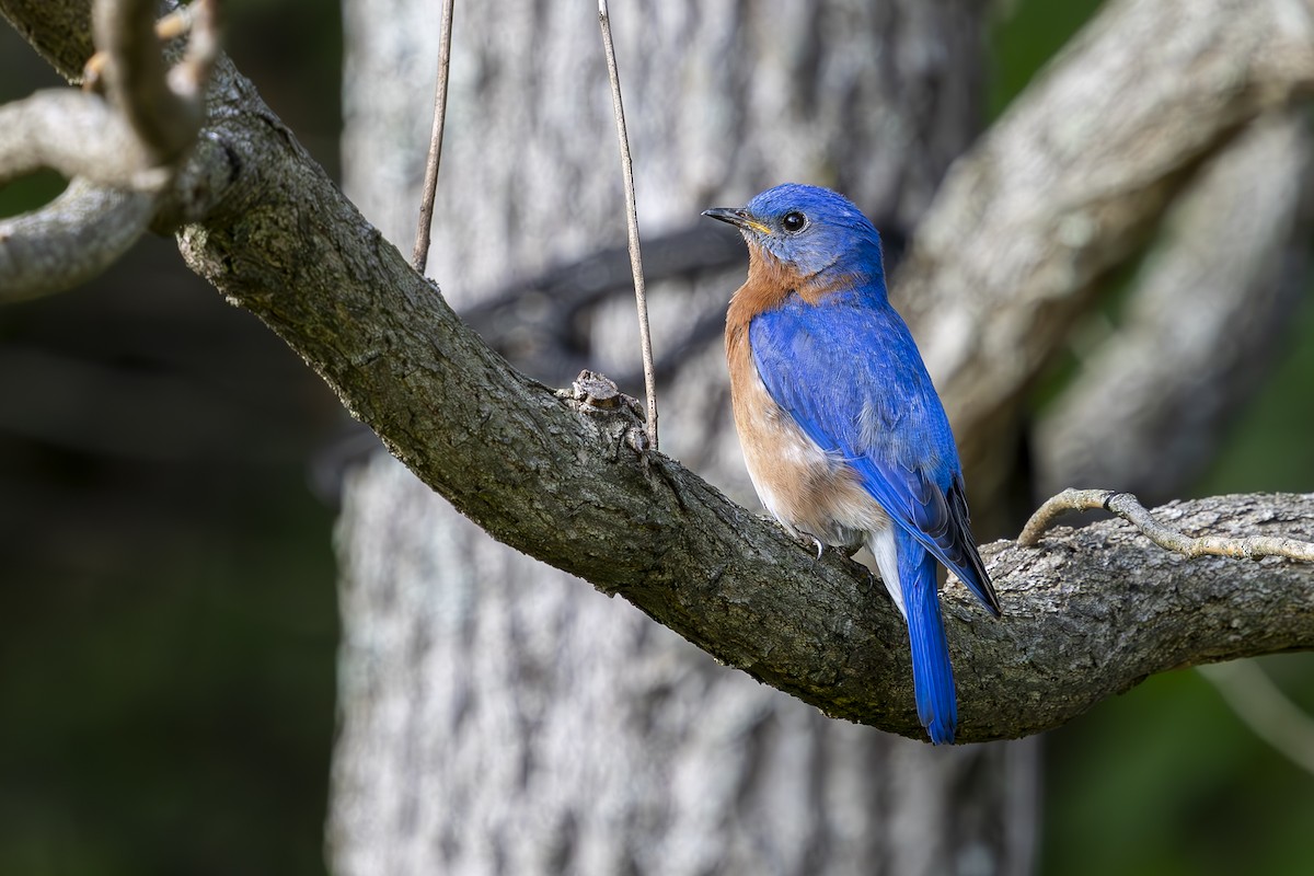 Eastern Bluebird - ML634570849