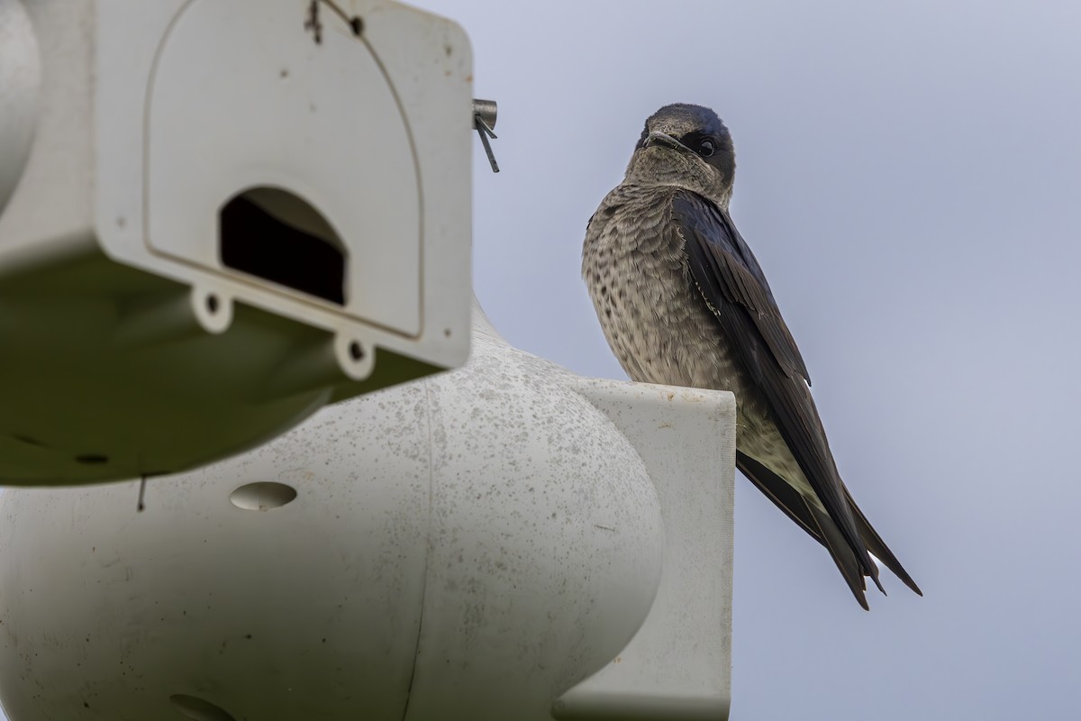 Purple Martin - ML634570884