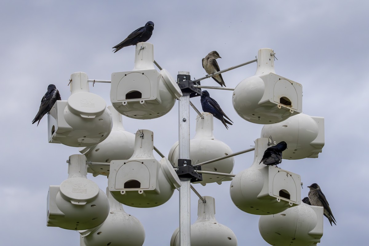 Purple Martin - ML634570887