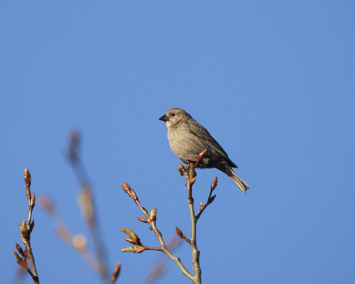 Vacher à tête brune - ML634570915